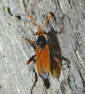 Image of Diochlistus auripennis (Westwood 1835)