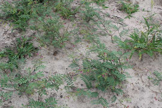 Image of Tephrosia purpurea subsp. leptostachya (DC.) Brummitt