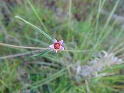 Image of Euphorbia sphaerorhiza Benth.