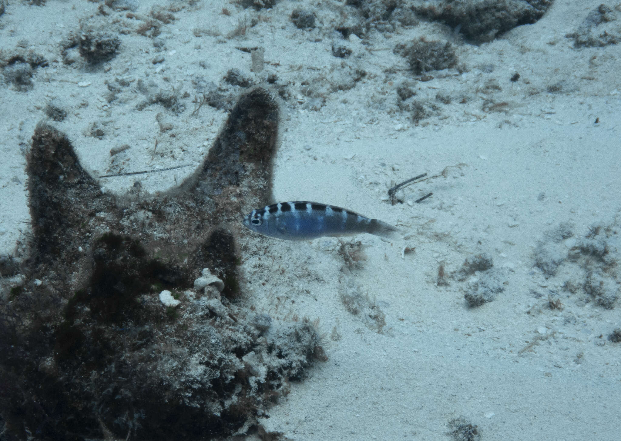 Image of Chalk Bass