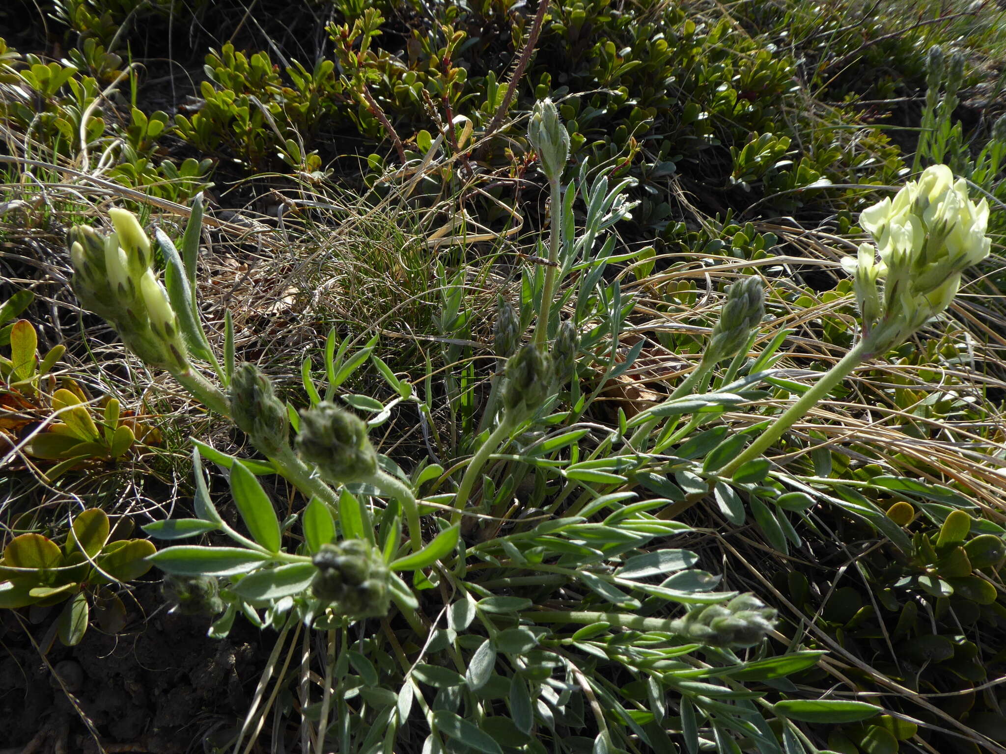 Слика од Oxytropis campestris (L.) DC.