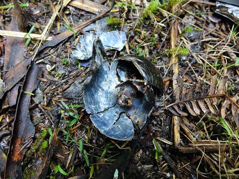 Image of Kauri Snail