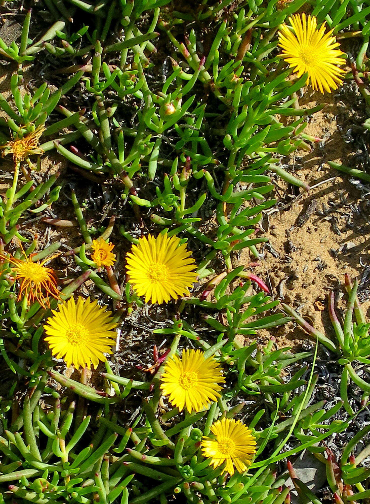 Image of Jordaaniella maritima (L. Bol.) van Jaarsv.