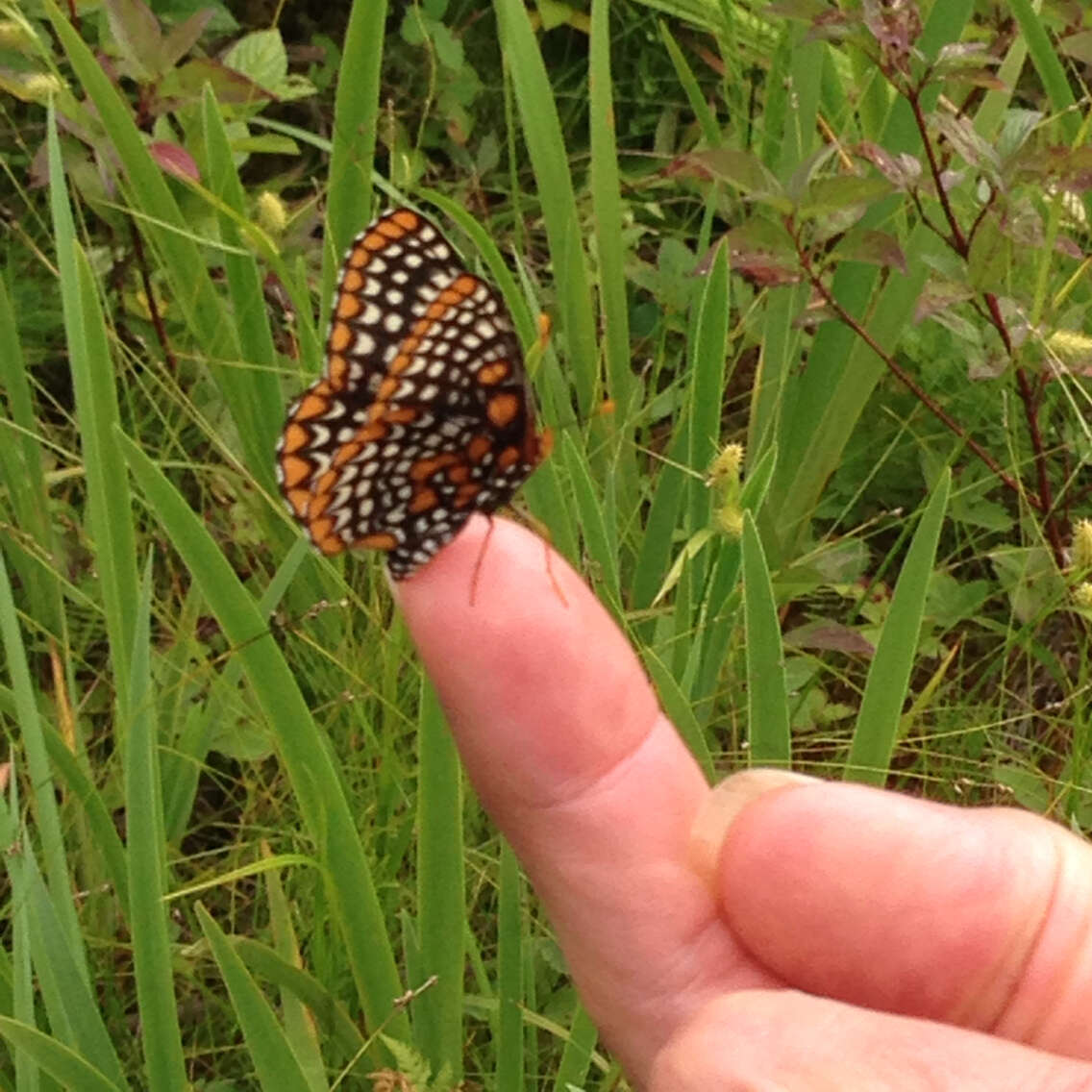 Image of Baltimore Checkerspot