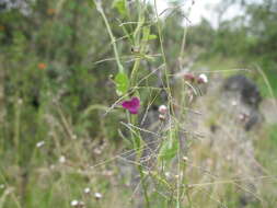 صورة Eragrostis tenuifolia (A. Rich.) Hochst. ex Steud.