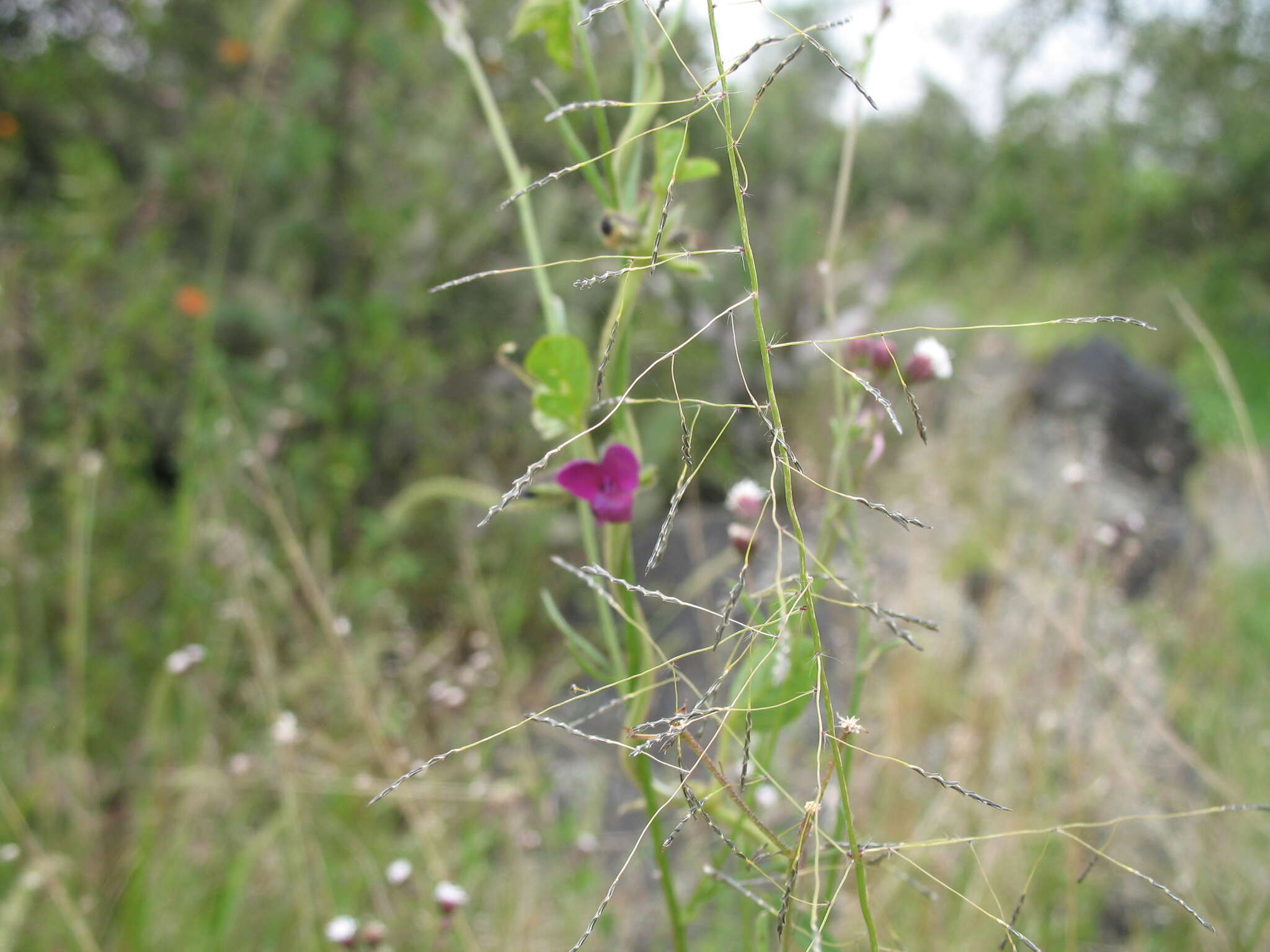 صورة Eragrostis tenuifolia (A. Rich.) Hochst. ex Steud.