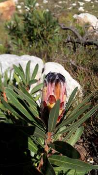 Image of Protea lepidocarpodendron (L.) L.