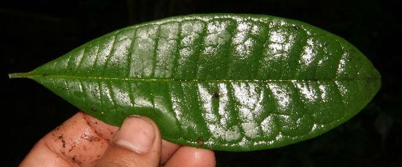 539.mhpac biobot05235 bb021298 1223496954 jpg.580x360