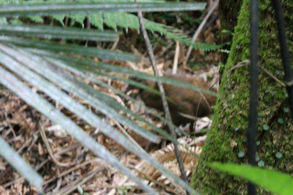 Image of Lord Howe wood rail