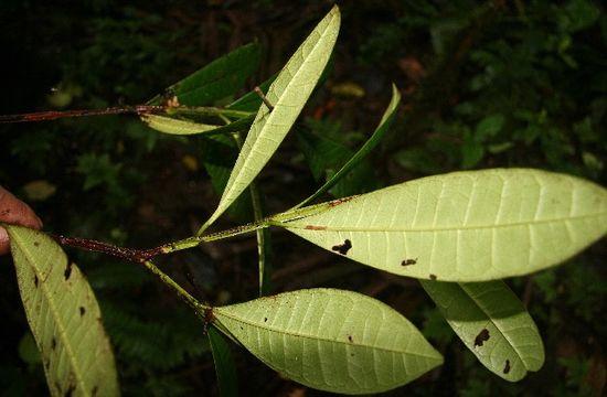 539.mhpac biobot05235 bb021300 1223496950 jpg.580x360
