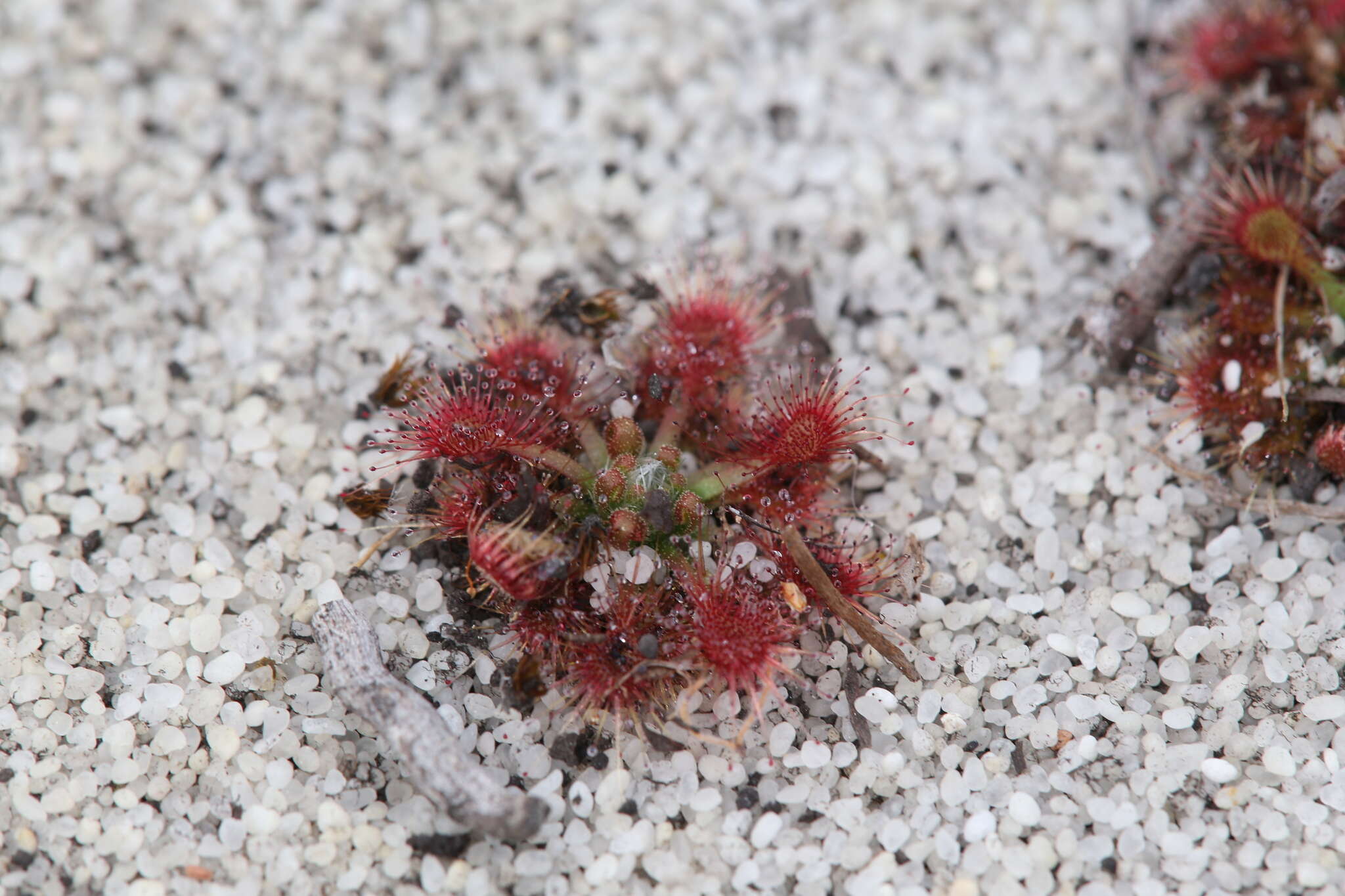 Image of Drosera patens Lowrie & Conran