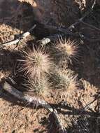 Image de Echinocereus coccineus subsp. coccineus