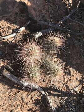 صورة Echinocereus coccineus subsp. coccineus