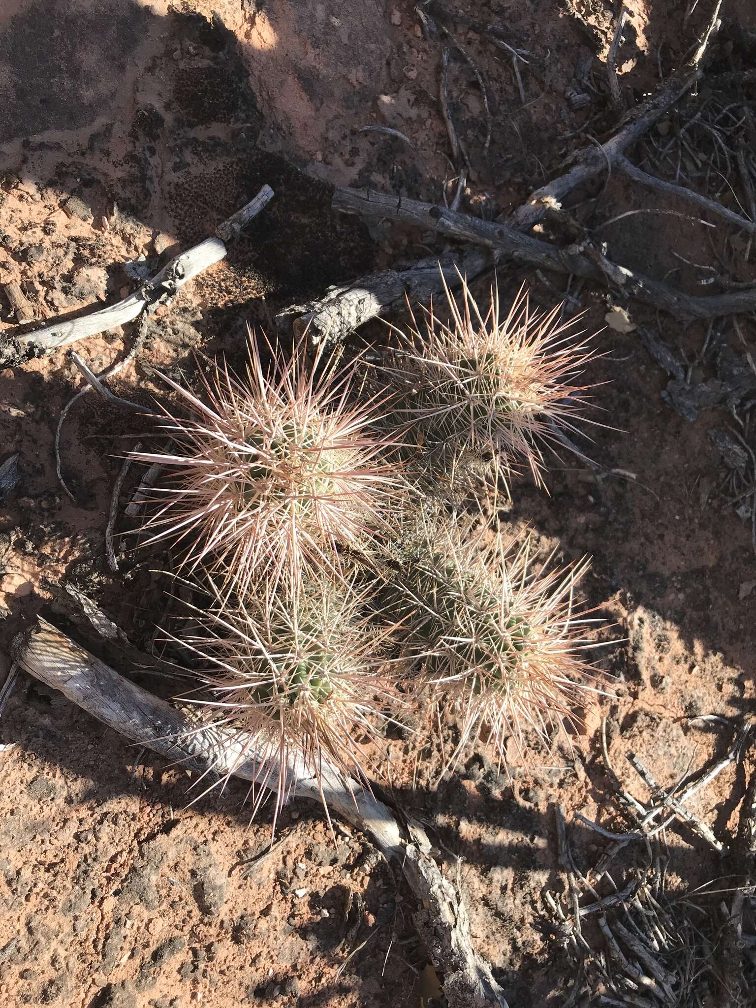 Image de Echinocereus coccineus subsp. coccineus