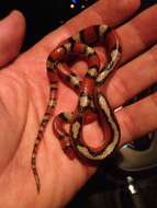 Image of Florida Scarlet Snake