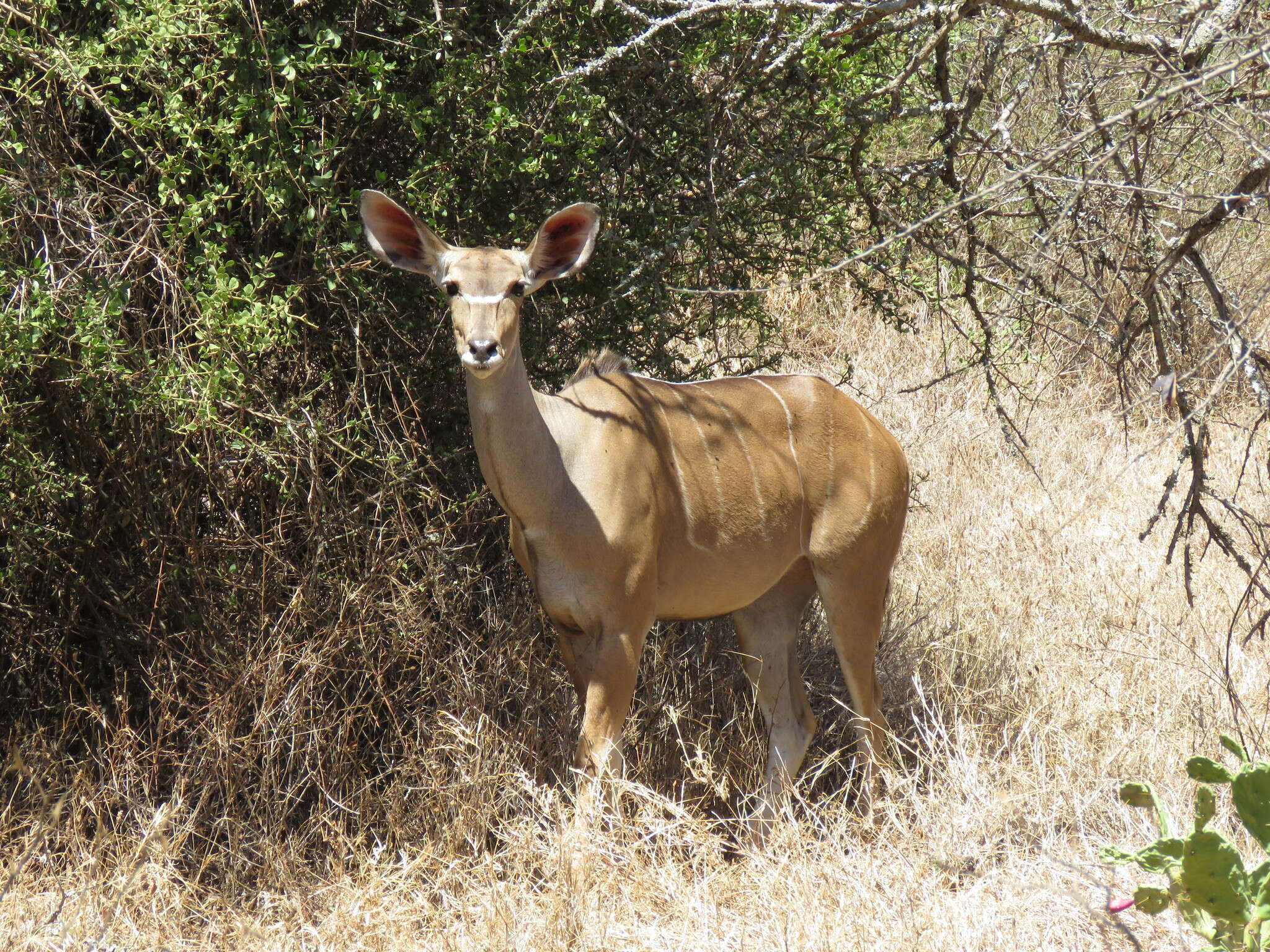 Image of Tragelaphus strepsiceros chora (Cretzschmar 1826)