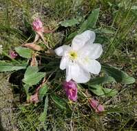 Plancia ëd Oenothera cespitosa subsp. cespitosa