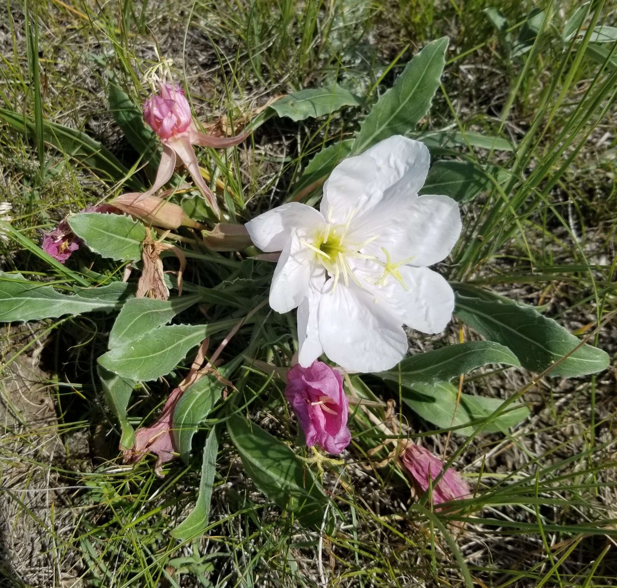 Image of Oenothera cespitosa subsp. cespitosa