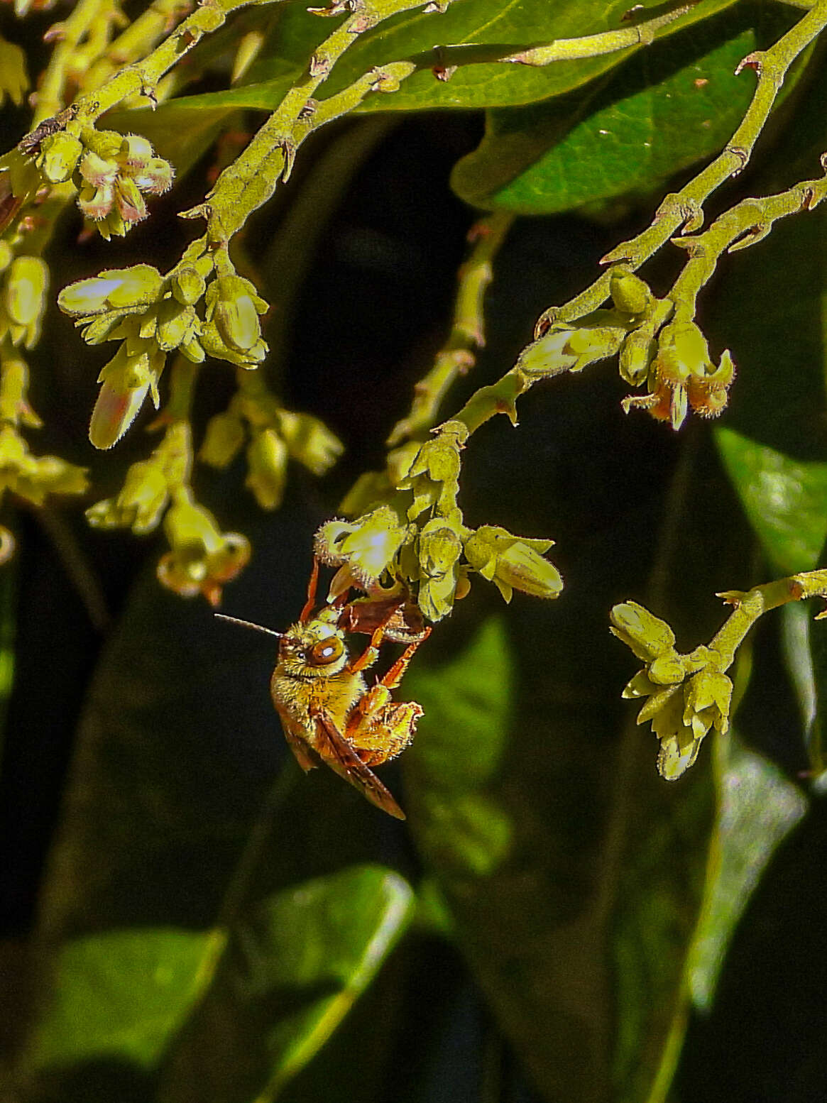 Image of Amegilla bombiformis (Smith 1854)