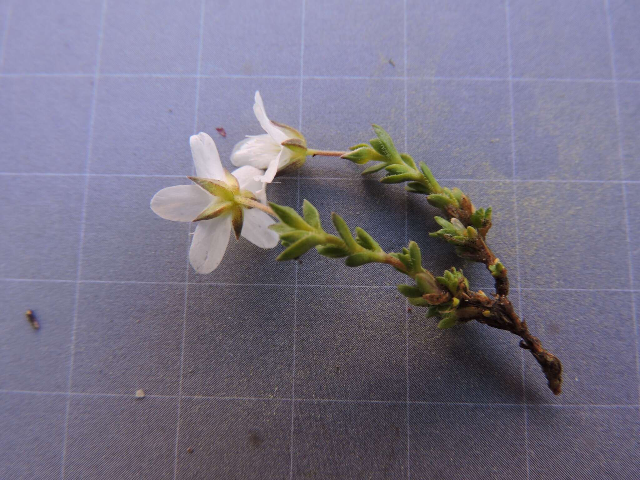 Image of Fringed sandwort