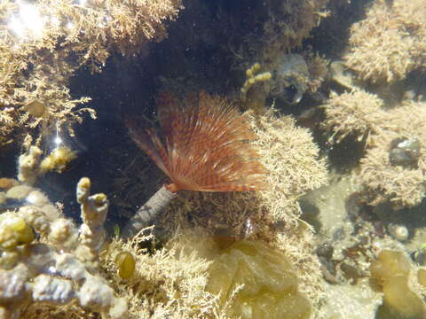 Image of European fan worm