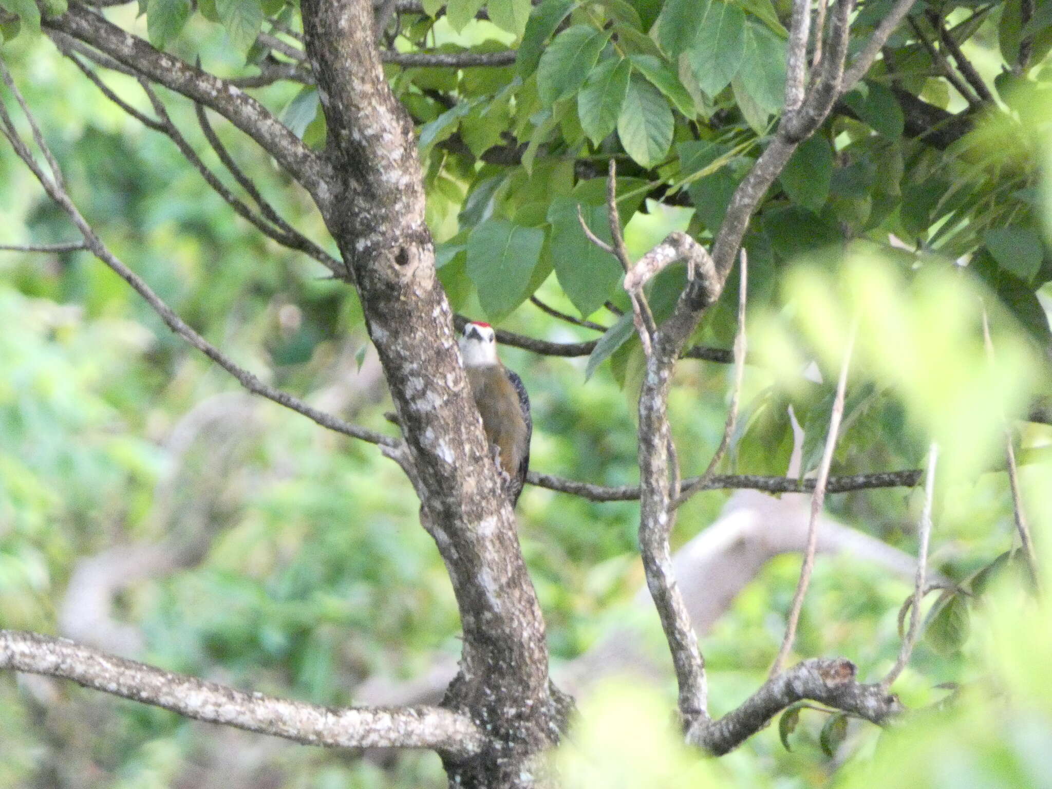 Image of Jamaican Woodpecker