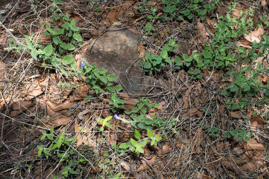 Imagem de Salvia crucis Epling