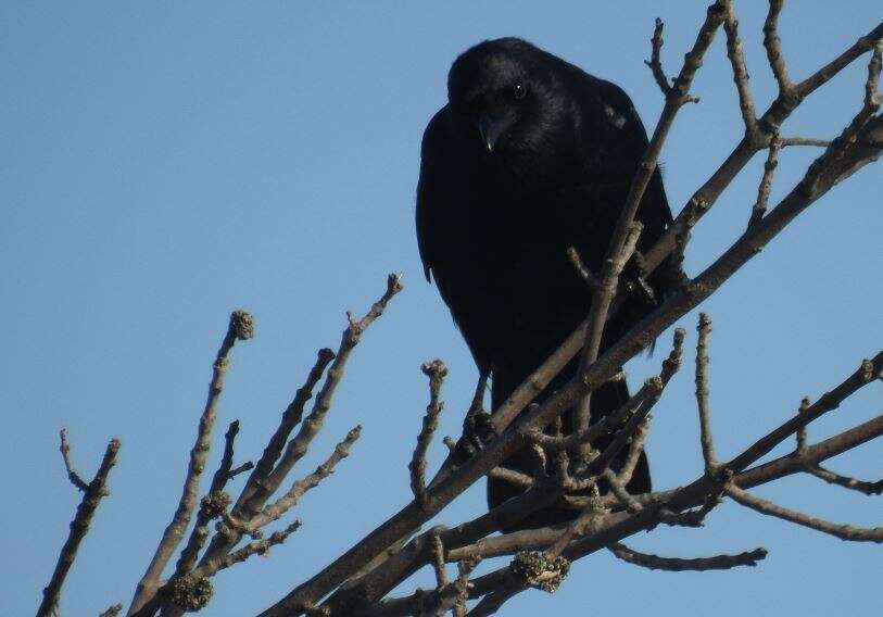 Image of Fish Crow