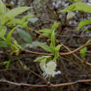 Imagem de <i>Lonicera purpusii</i>