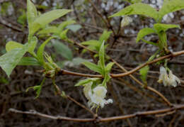 Imagem de <i>Lonicera purpusii</i>