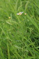 Aster pekinensis (Hance) Chen resmi