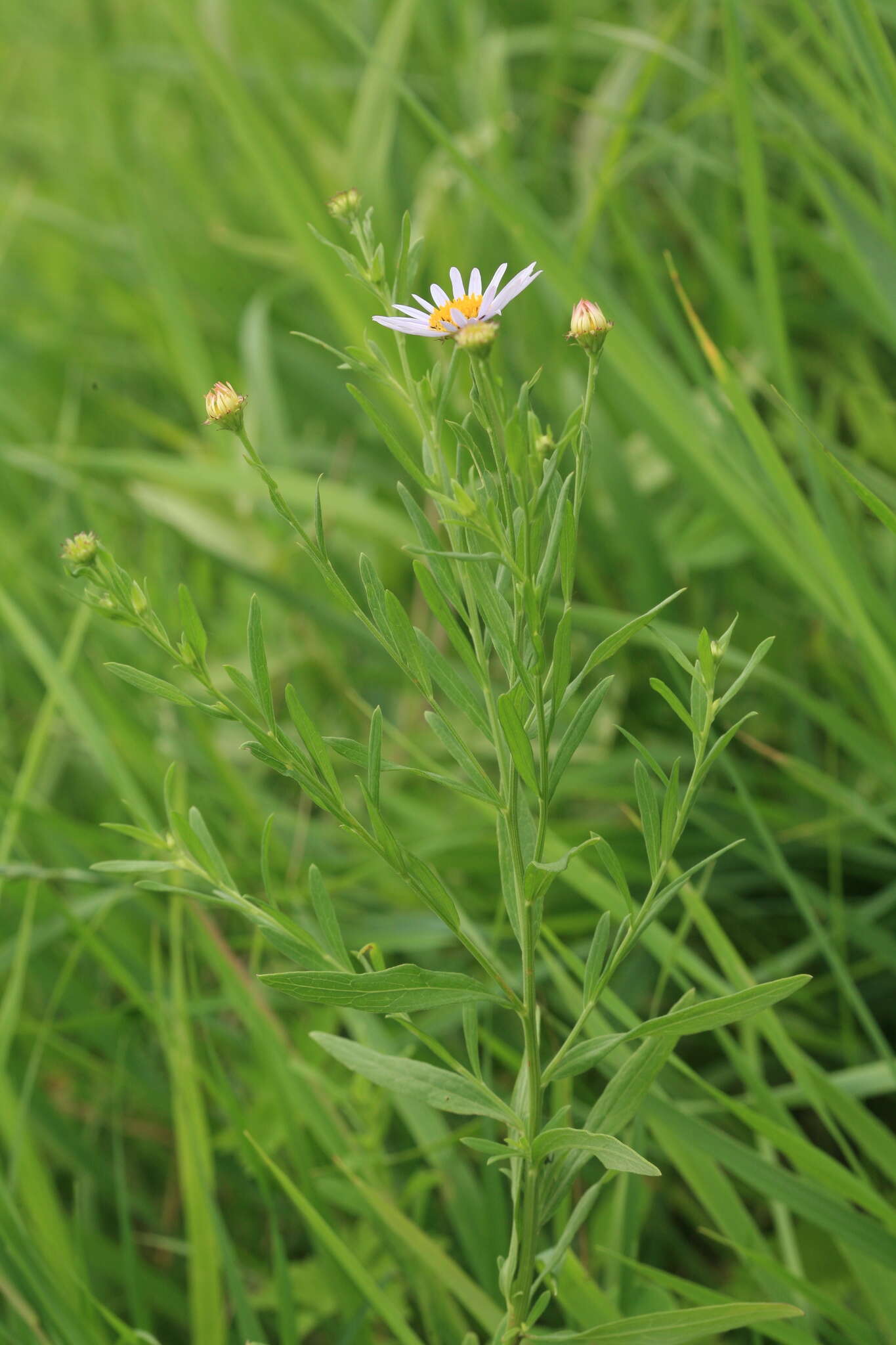 Aster pekinensis (Hance) Chen resmi