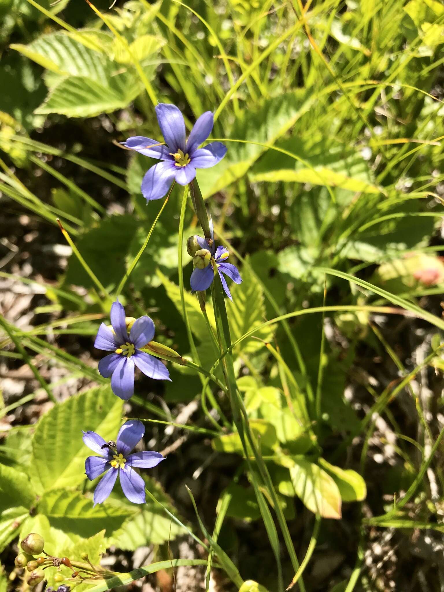 Image de Sisyrinchium fuscatum E. P. Bicknell