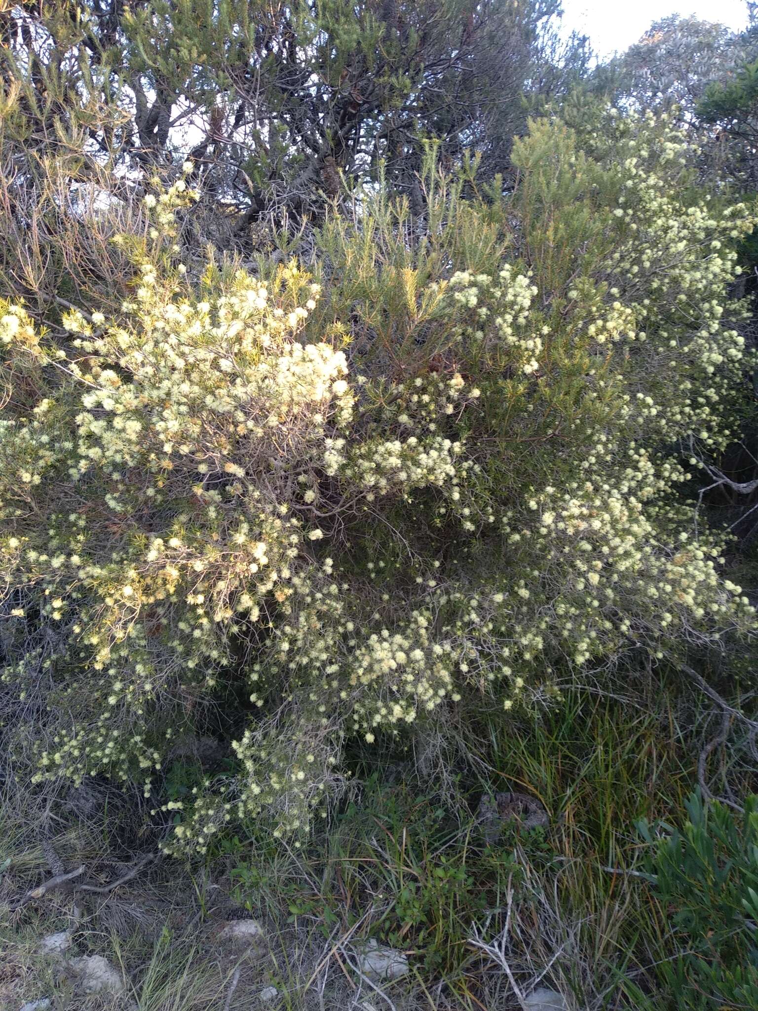 Sivun Melaleuca nodosa (Gaertn.) Sm. kuva