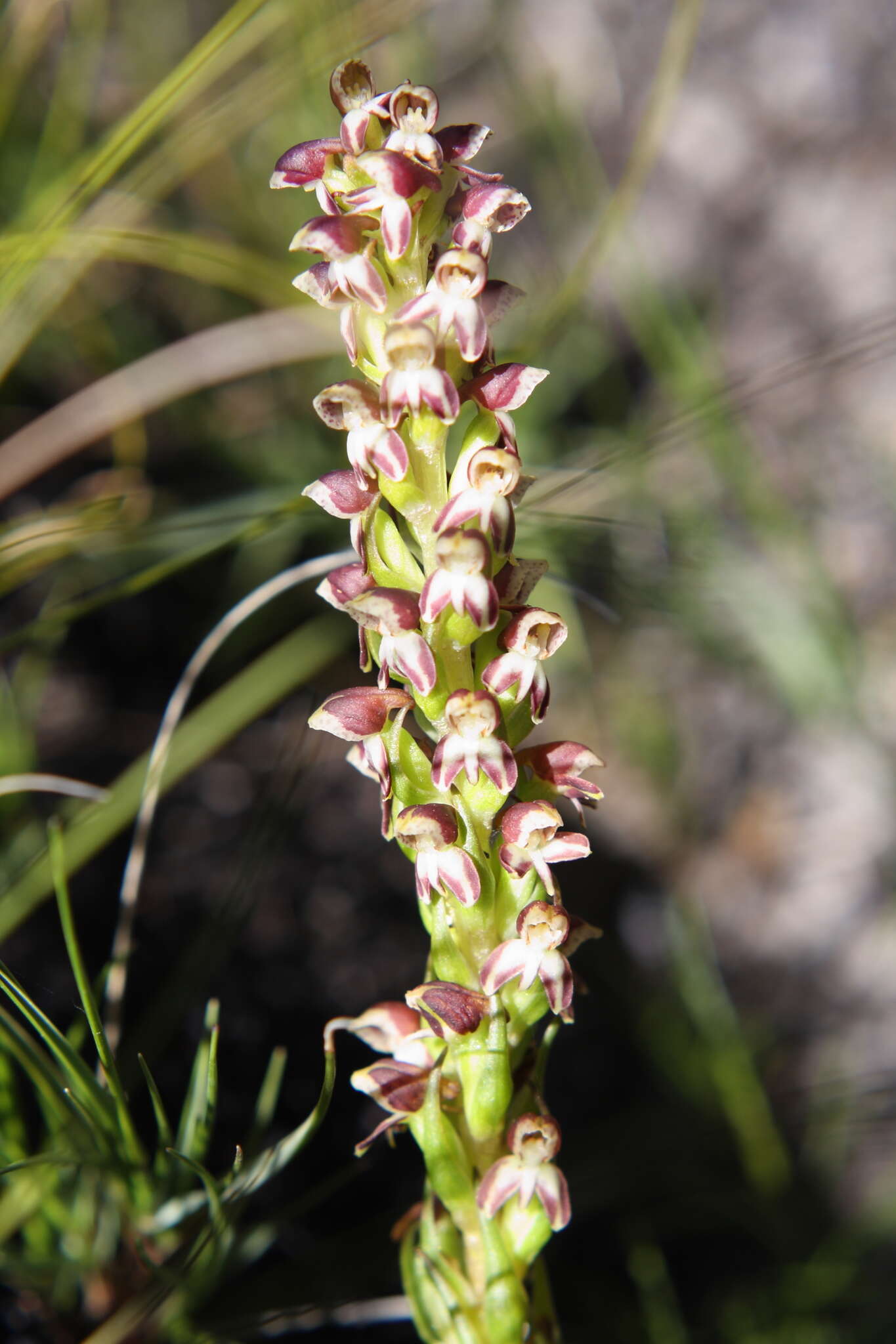 Image of Disa obtusa subsp. picta (Sond.) H. P. Linder