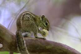 Image of Congo Rope Squirrel