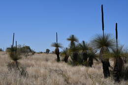 Image of Xanthorrhoea thorntonii Tate