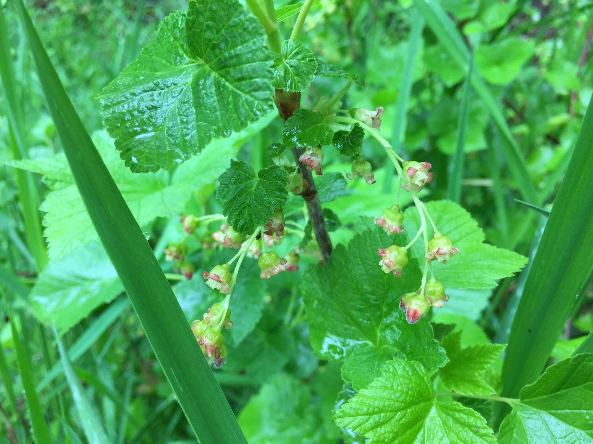 Image of Black Currant