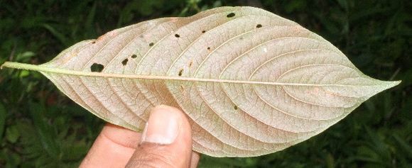 Image of <i>Sabicea panamensis</i> Wernham