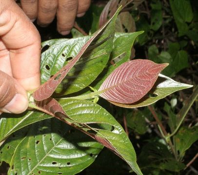 Image of <i>Sabicea panamensis</i> Wernham