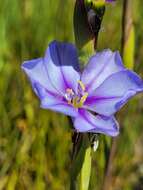 Image de Aristea cuspidata Schinz