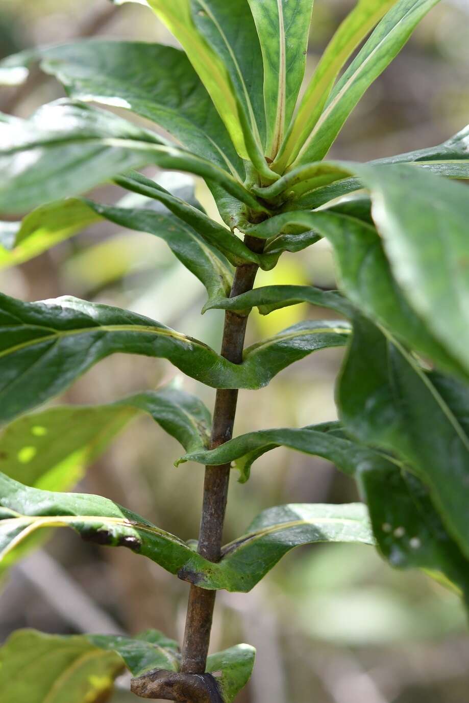 Image of Desmanthodium perfoliatum Benth.