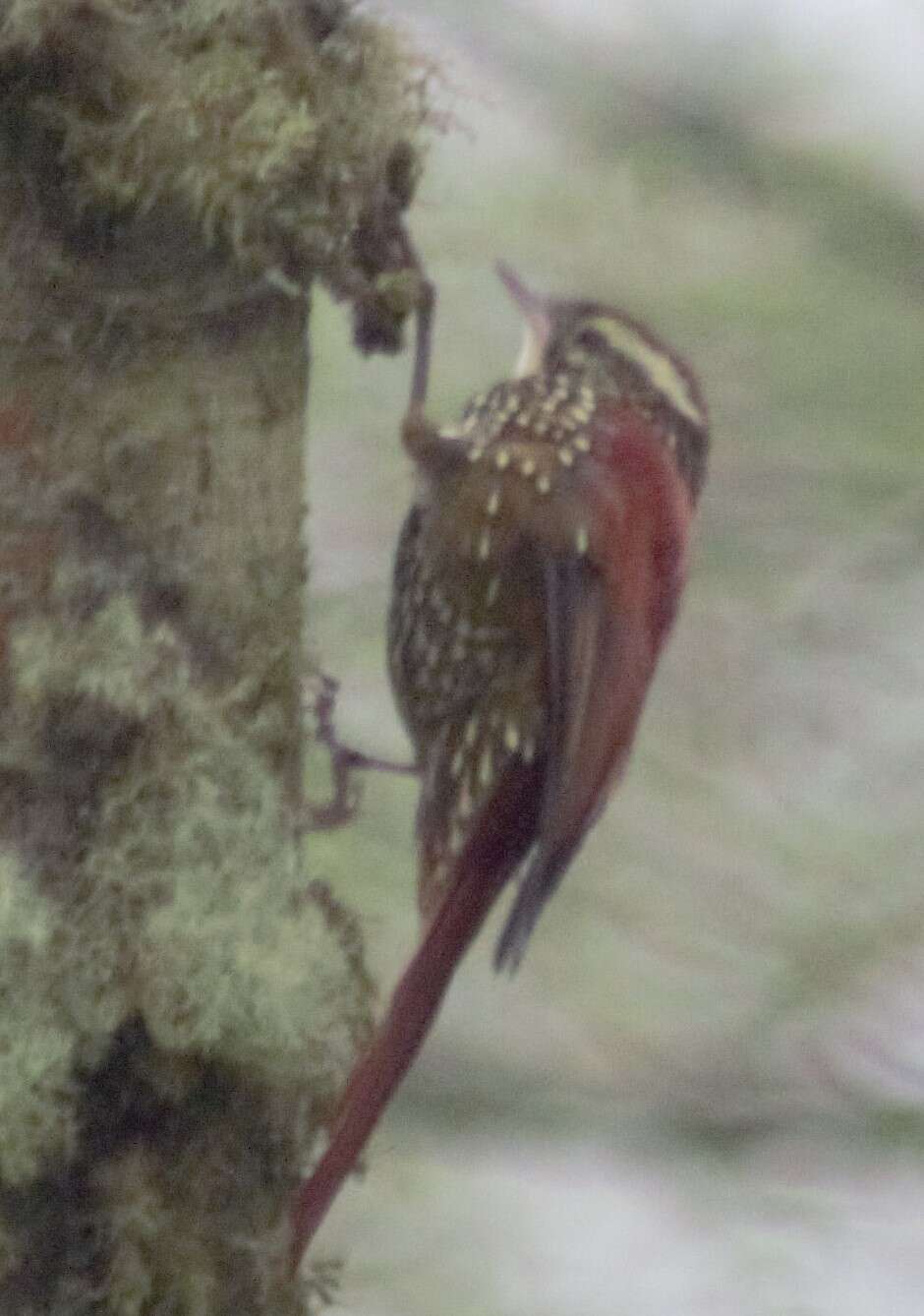 Image of Pearled Treerunner