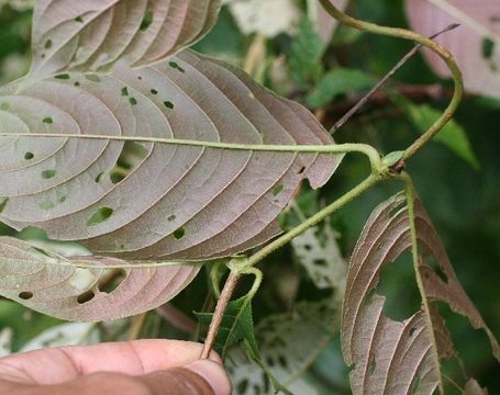 Image of <i>Sabicea panamensis</i> Wernham