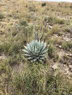 Image de Agave parryi subsp. neomexicana (Wooton & Standl.) B. Ullrich