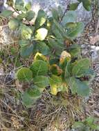 Image of Rhus muelleri Standl. & F. A. Barkley