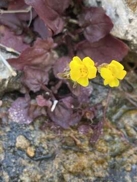 Erythranthe inamoena (Greene) G. L. Nesom resmi