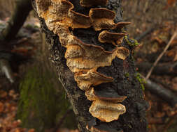 Image of Phellinus chrysoloma (Fr.) Donk 1971