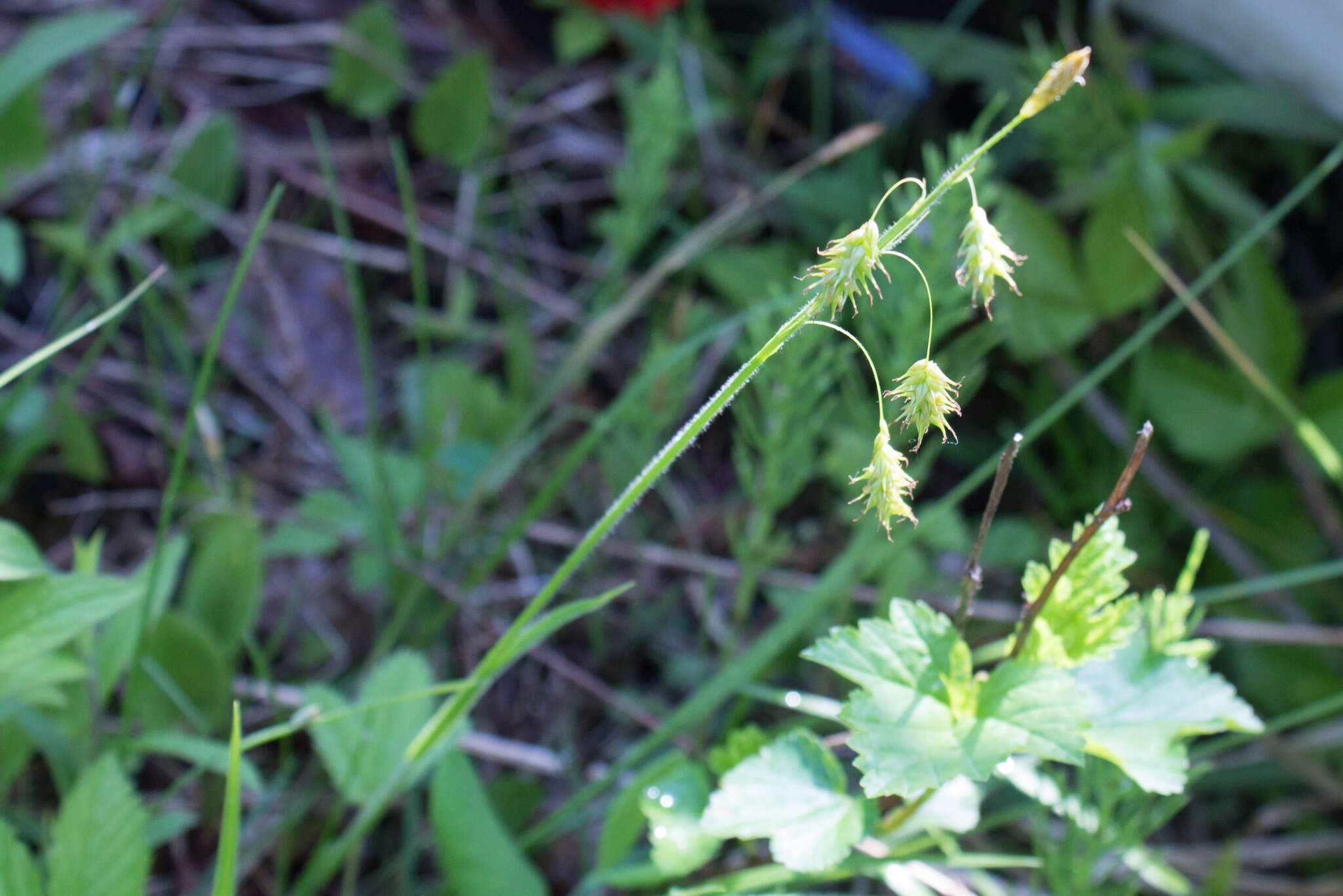 Image of chestnut sedge