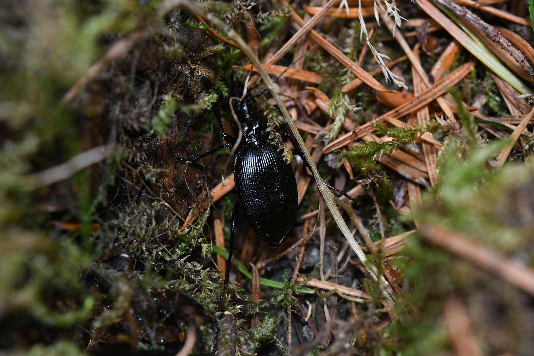 Image of Scaphinotus (Neocychrus) angulatus (T. W. Harris 1839)